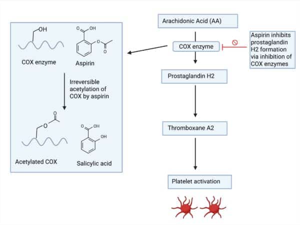 Antiplatelet Drugs Made Easy: Mechanisms, Indications & Side Effects ...