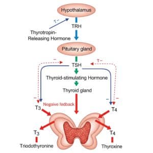 Hypothyroidism: Causes, Classification, Treatment and Thyroid Hormone ...