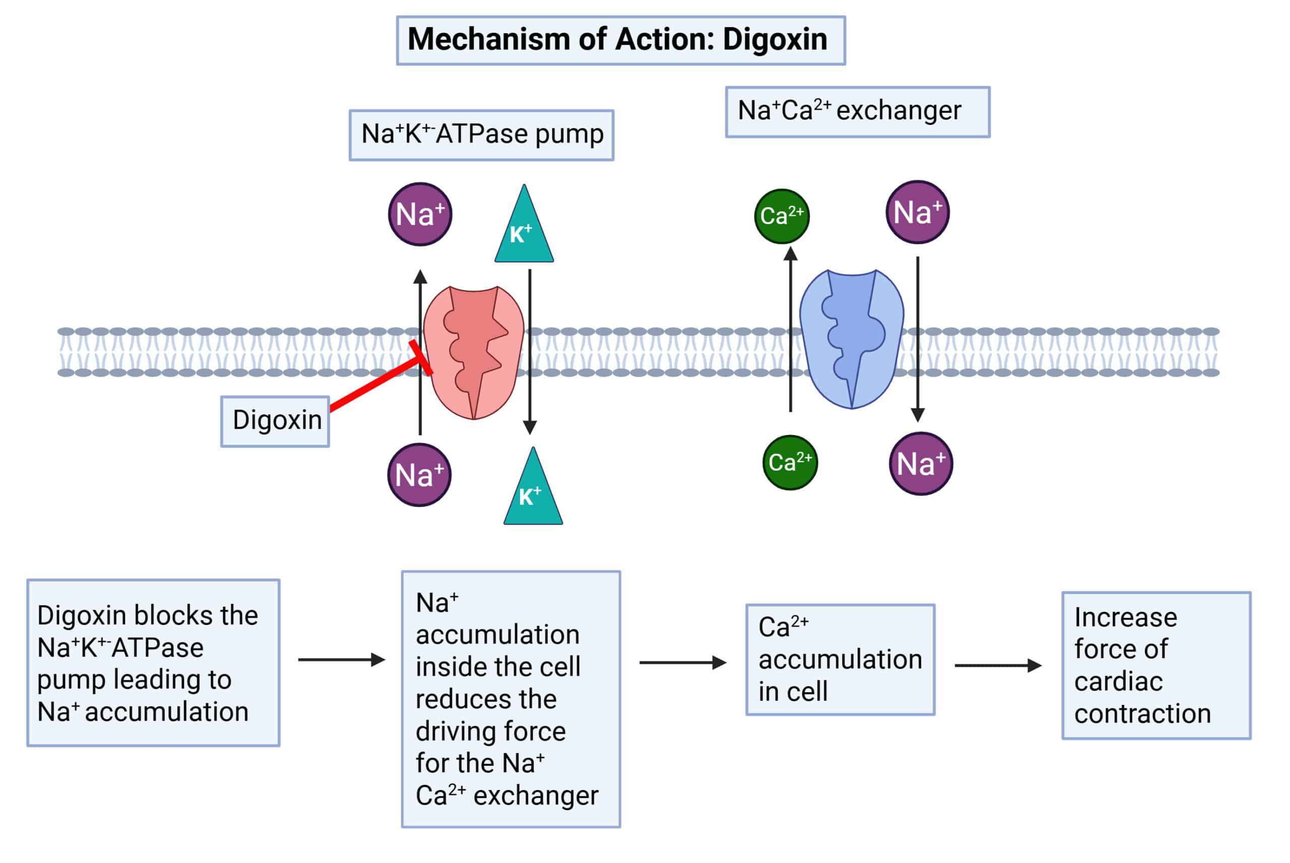 Digoxin: Mechanism, Pharmacokinetics, Toxicity & Interactions