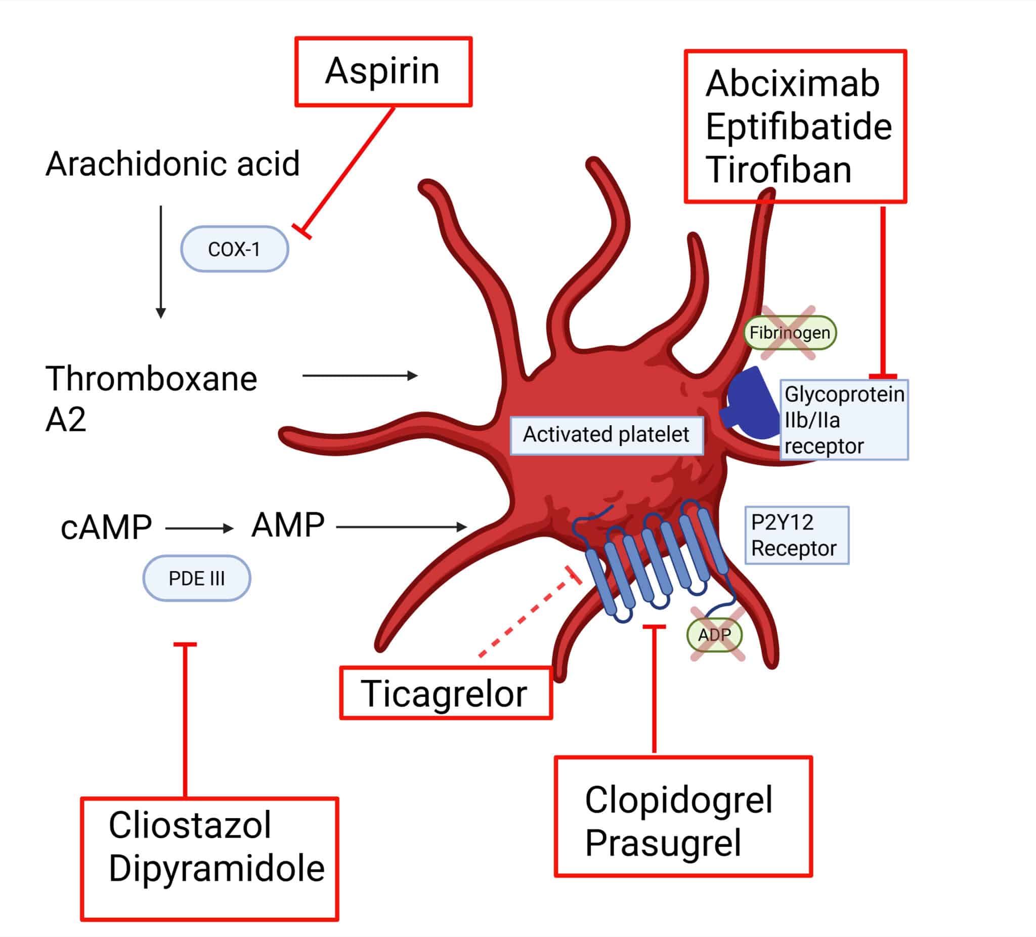 Antiplatelet Drugs Made Easy: Mechanisms, Indications & Side Effects ...