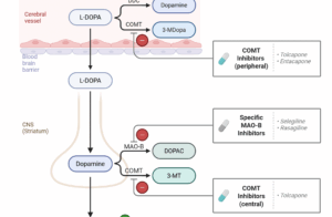 Diagram of Parkinson’s disease drug mechanisms showing L-DOPA crossing the blood–brain barrier and conversion to dopamine, with inhibitors of DDC, COMT, and MAO-B, plus amantadine and dopamine receptor agonists.