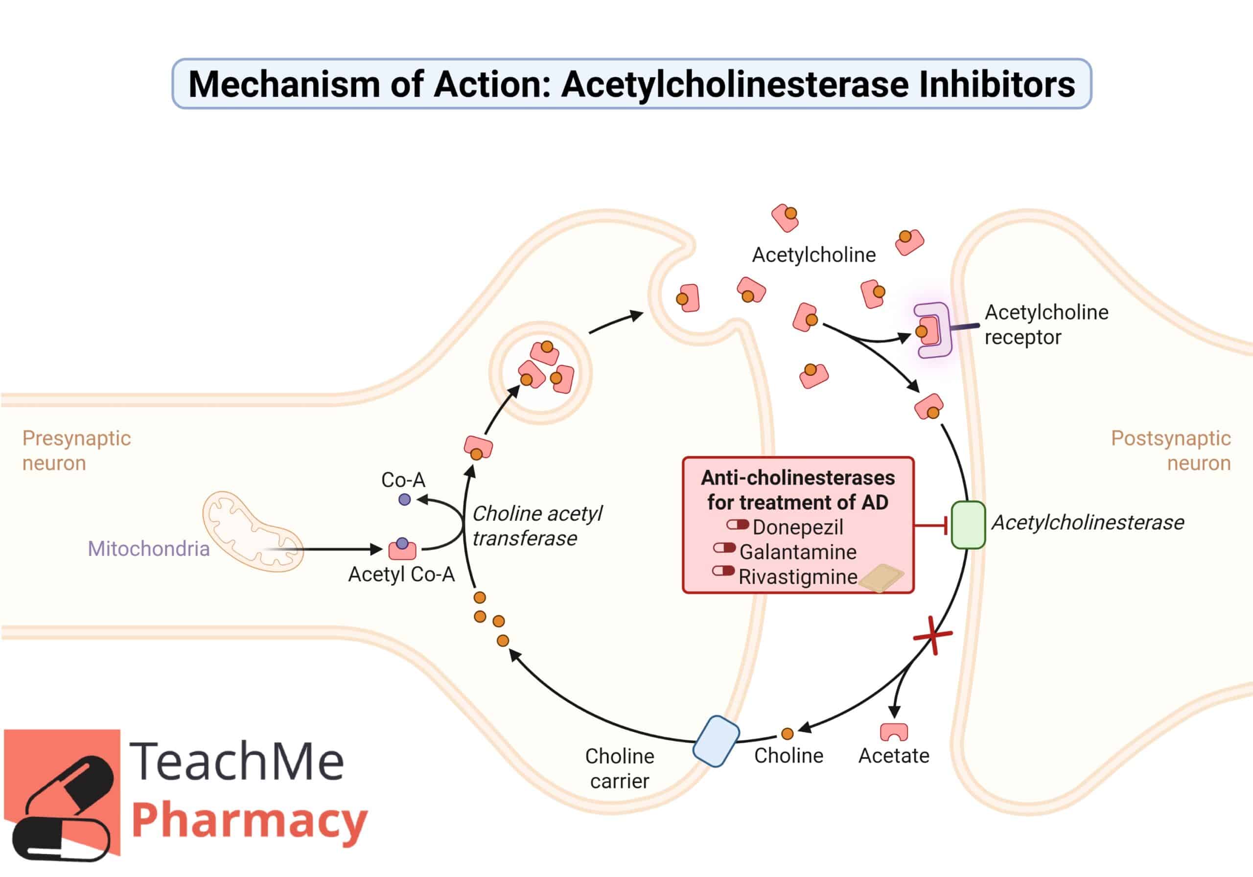 Diagram of acetylcholinesterase inhibitors in a synapse, showing acetylcholine release, receptor binding, enzymatic breakdown into choline and acetate, and inhibition by donepezil, galantamine, and rivastigmine.