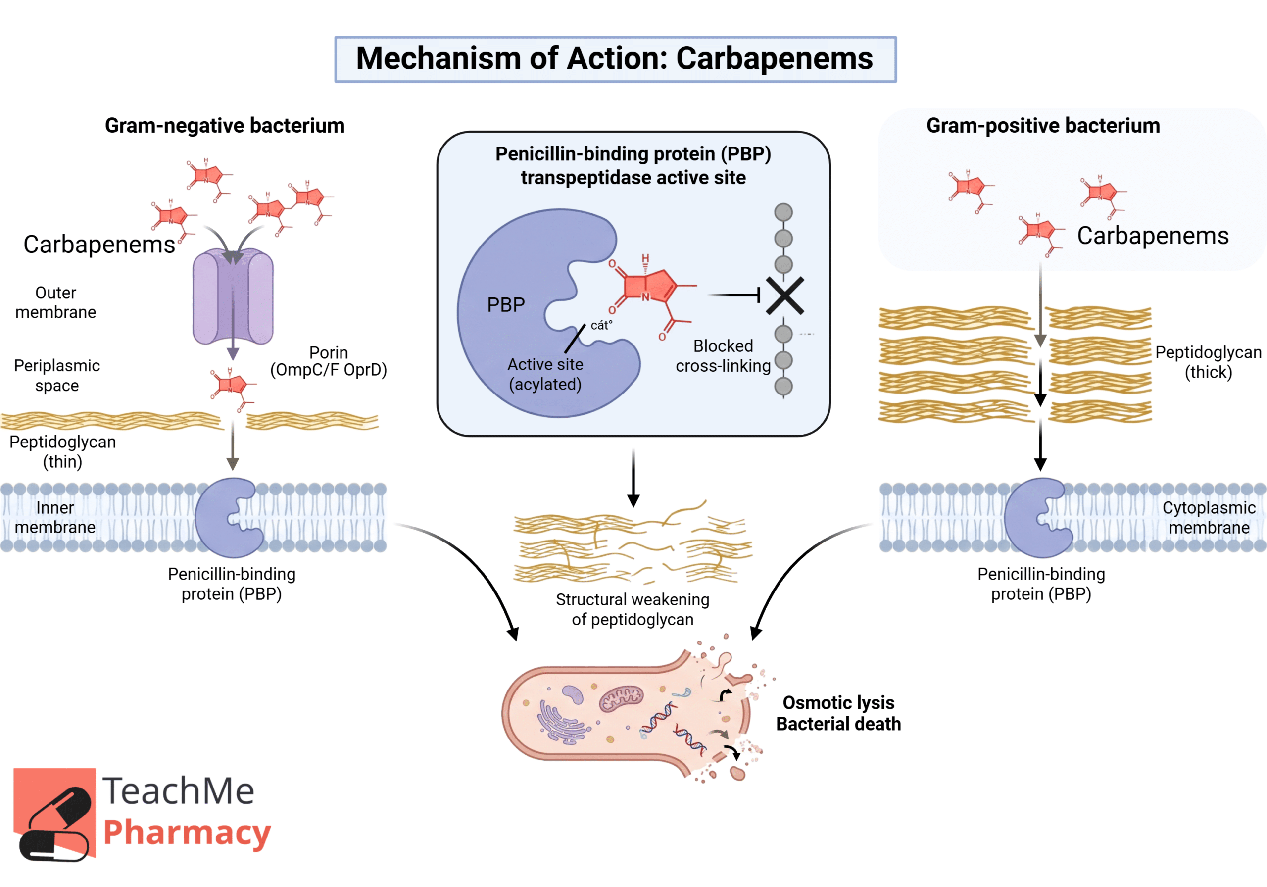 Diagram showing carbapenems entering Gram-negative and Gram-positive bacteria, binding penicillin-binding proteins, blocking peptidoglycan cross-linking, weakening the cell wall, and causing osmotic lysis and bacterial death.