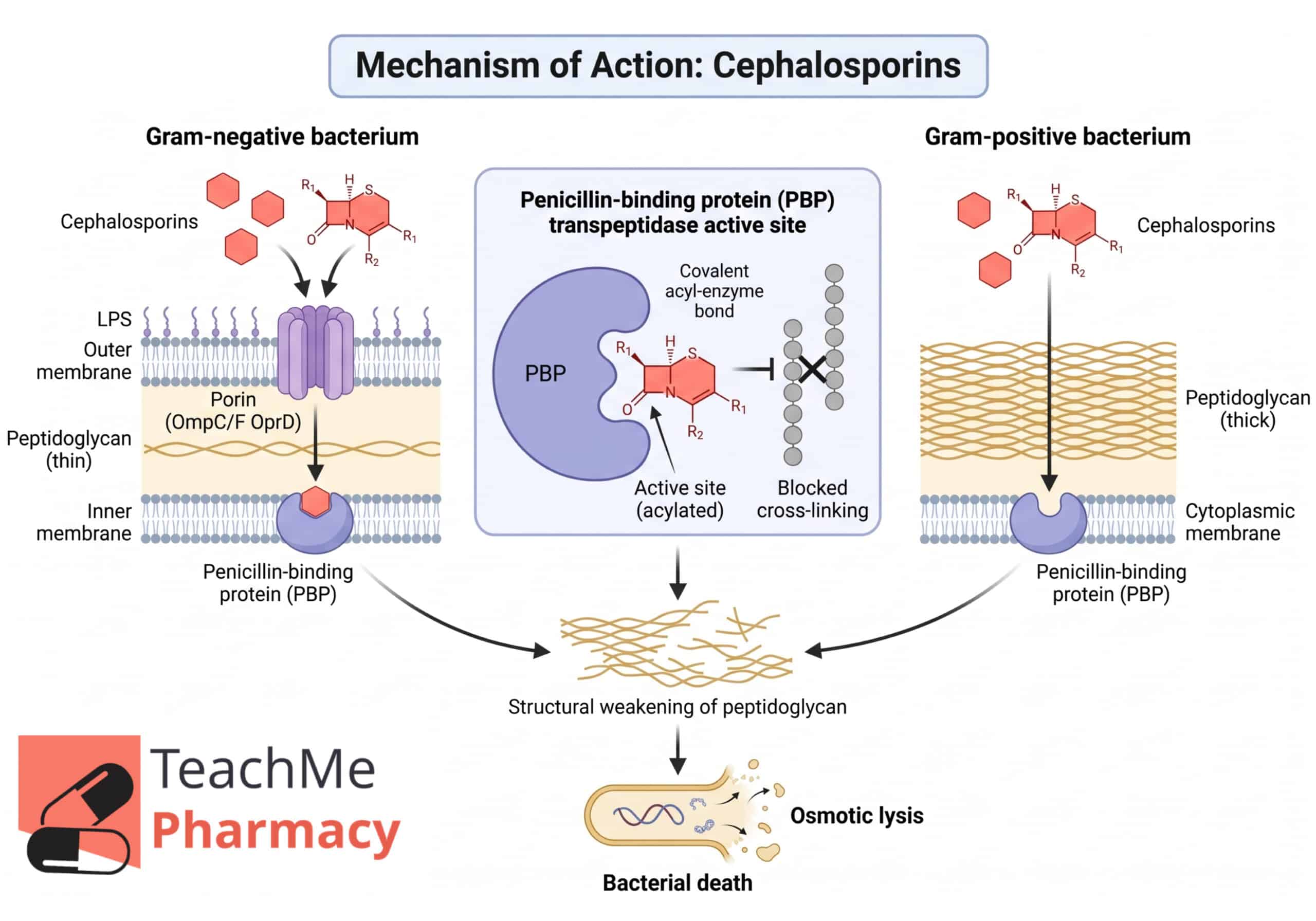 Diagram showing cephalosporins entering Gram-negative and Gram-positive bacteria, binding penicillin-binding proteins, blocking peptidoglycan cross-linking, and causing structural weakening, osmotic lysis, and bacterial death.